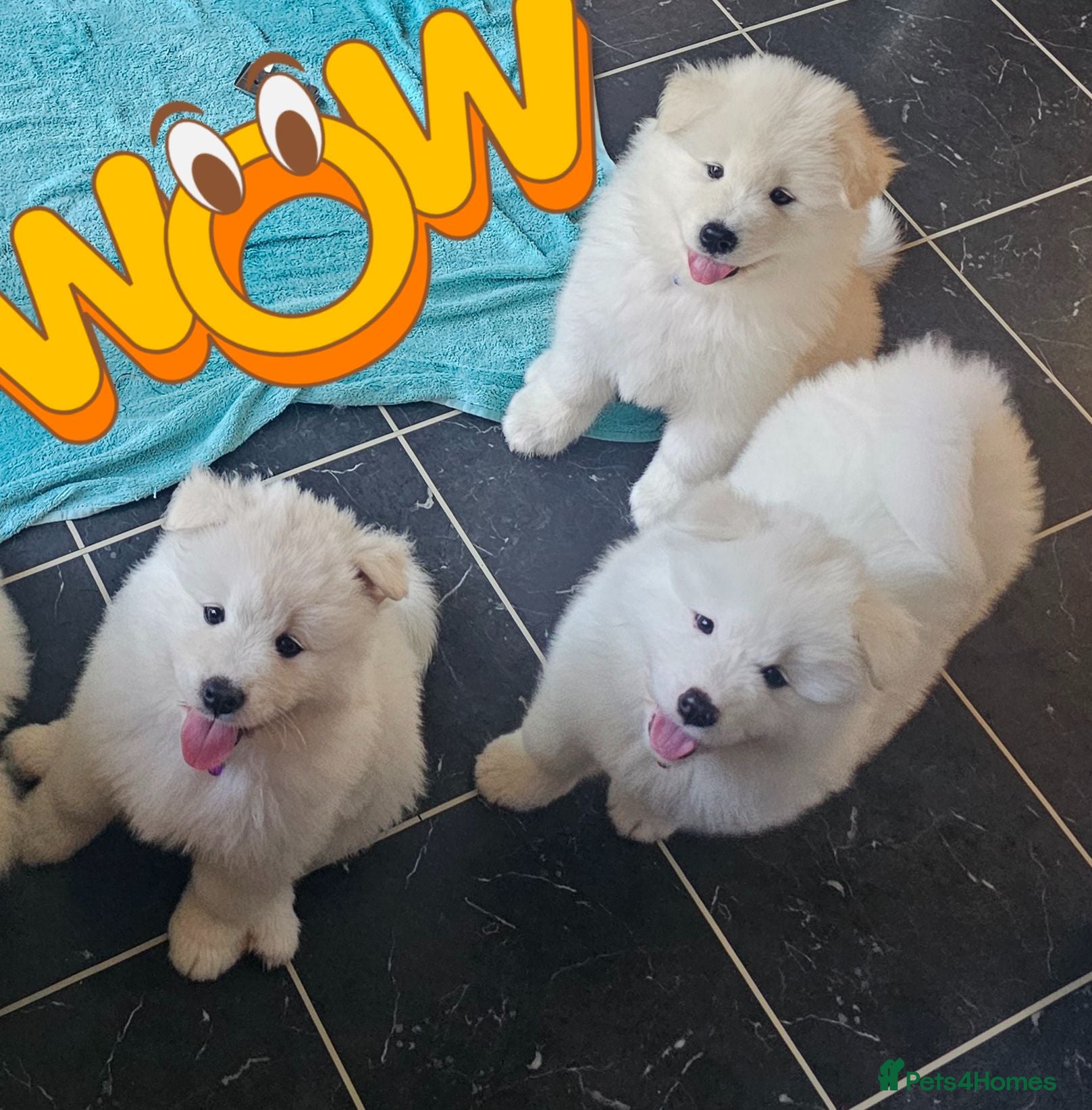 Samoyed dogs Adorable Samoyed puppies  - Advert 1