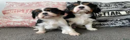 Cavalier King Charles Spaniel dogs for sale: Chocolate carrying Cavalire King Charles spaniels  - Advert 13
