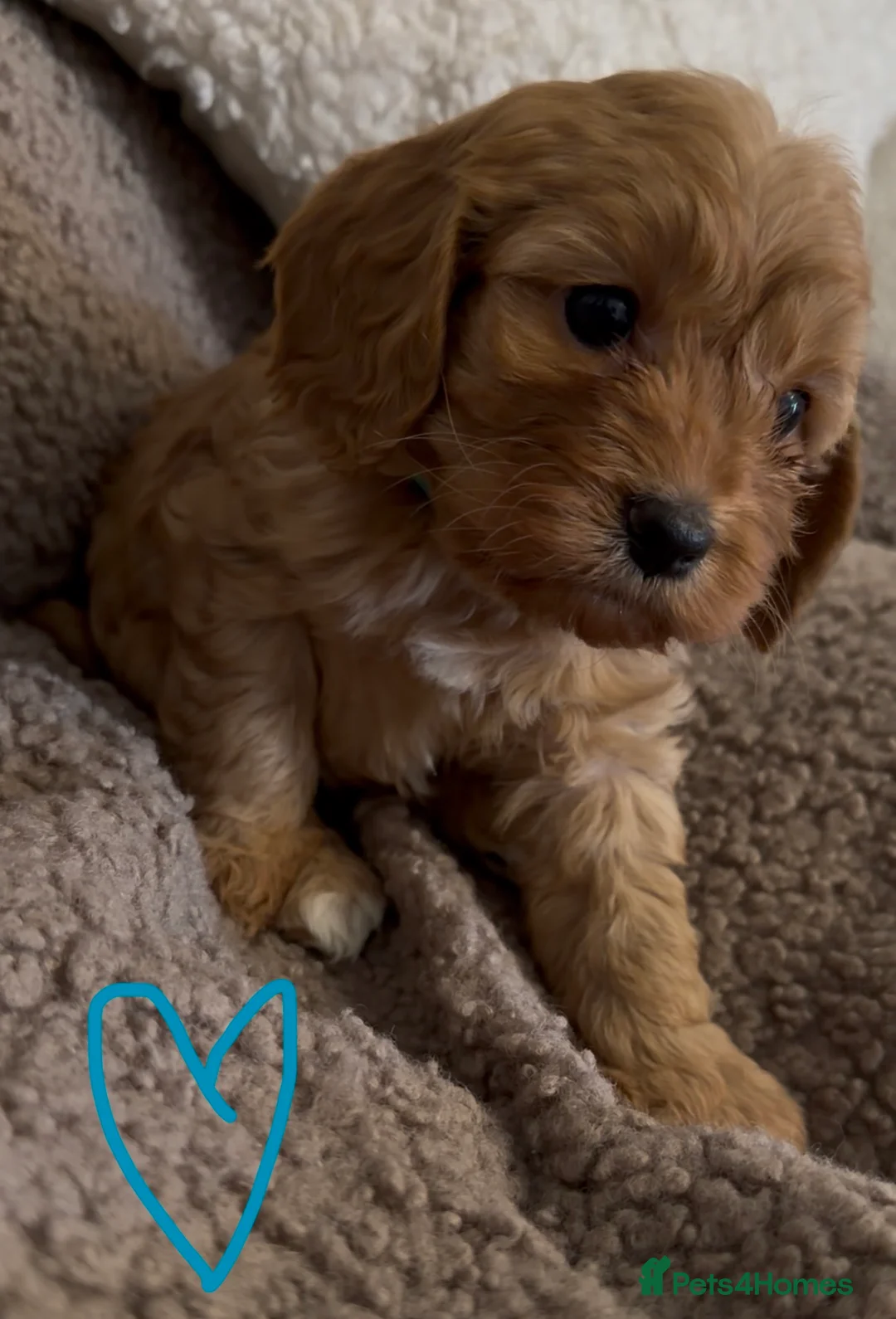 Cavapoo dogs for sale: F1 Cavapoo Puppies 🤎 3 girls, 2 boys 🤎 - Advert 4