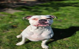 American Bulldog dogs for sale: Rescue Ozzy  - Image 2