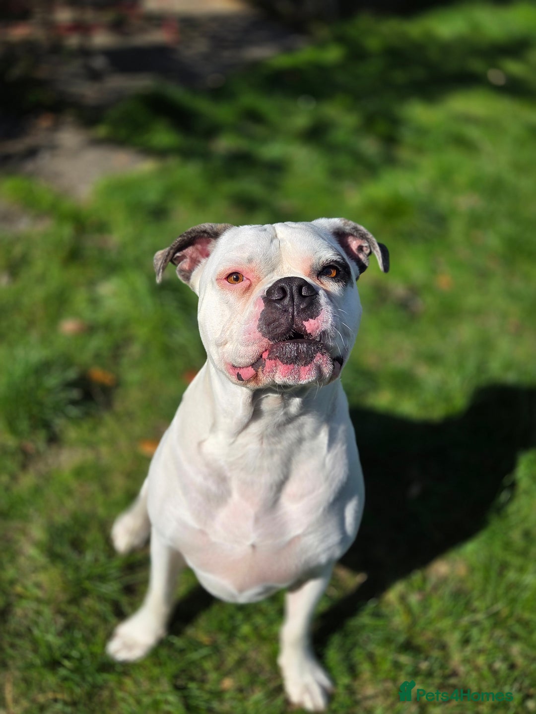 American Bulldog dogs for sale: Rescue Ozzy  - Image 2