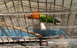 Lovebirds birds for sale: Breeding pair of love birds for sale - Image 5