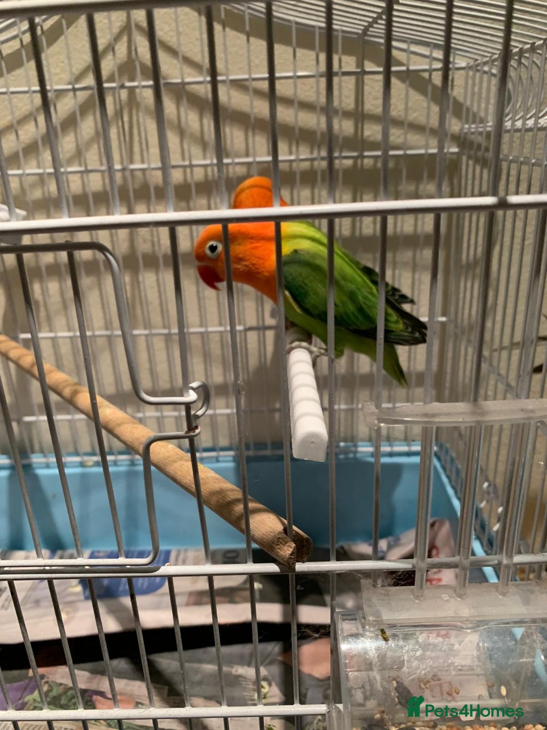 Lovebirds birds for sale: Breeding pair of love birds for sale - Image 5