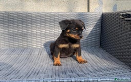 Rottweiler dogs for sale: Rottweilers for sale - Image 2