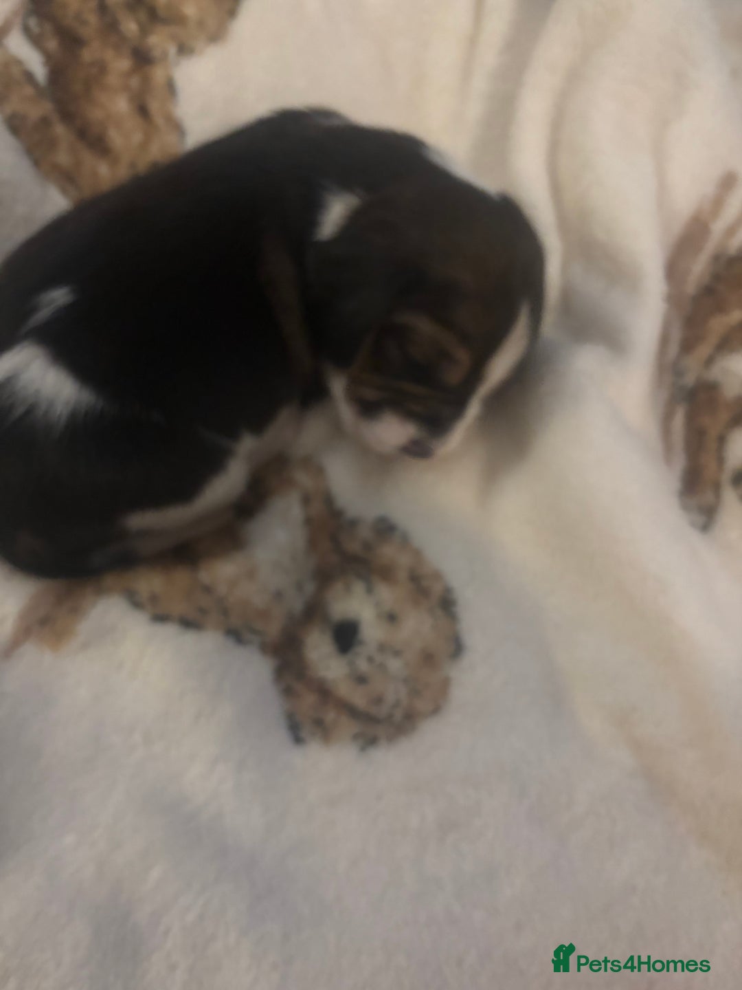 Beagle dogs for sale: Beagle  - Image 5
