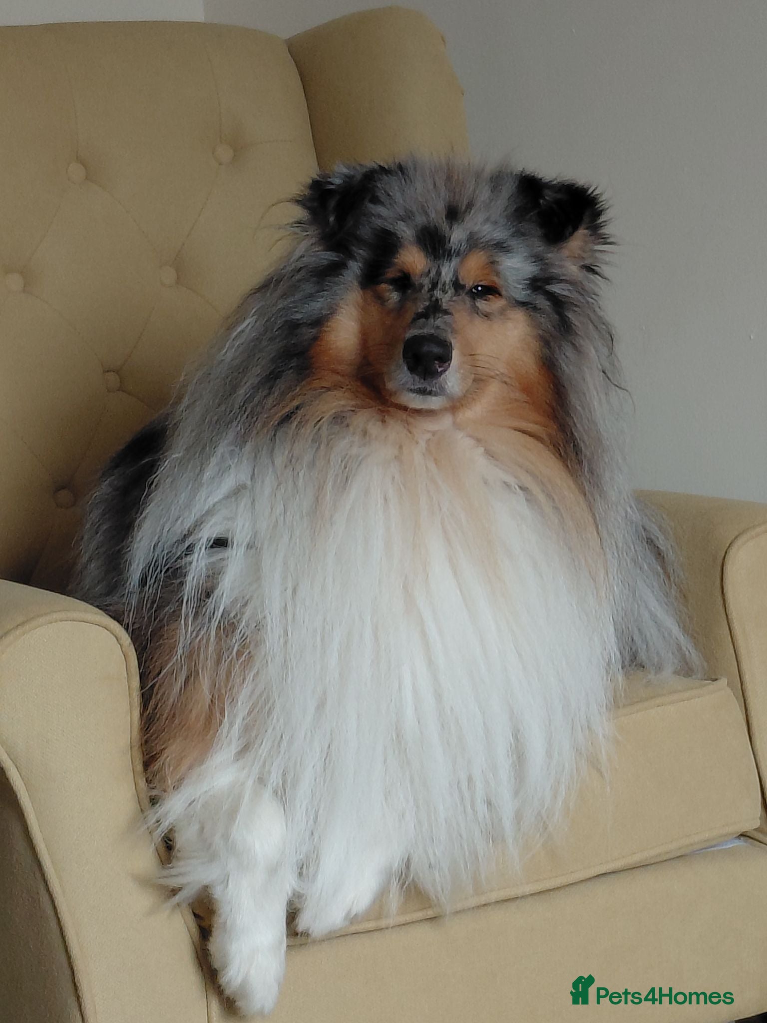 Rough Collie dogs Blue Merle Male - Advert 2
