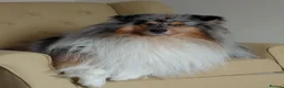 Rough Collie dogs for sale: Blue Merle Male in Lanark - Advert 1