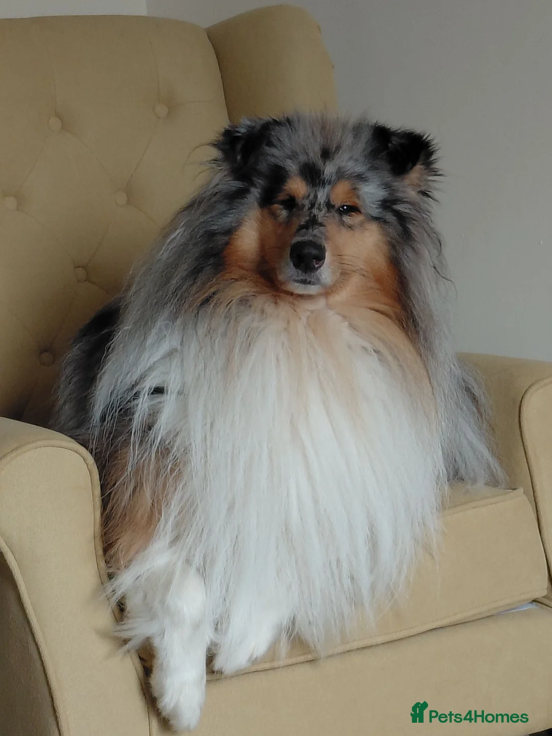 Rough Collie dogs for sale: Blue Merle Male in Lanark - Advert 1
