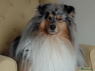Rough Collie dogs Blue Merle Male - Advert 14