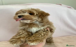 Maltipoo dogs for sale: Waiting list now open , health tested, Maltipoo’s - Image 10