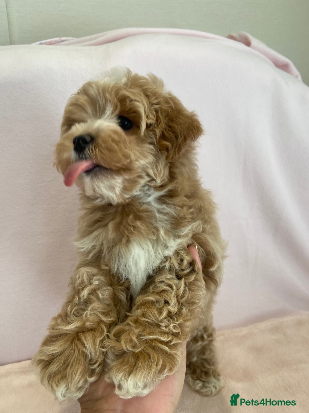 Maltipoo dogs for sale: Waiting list now open , health tested, Maltipoo’s - Image 10