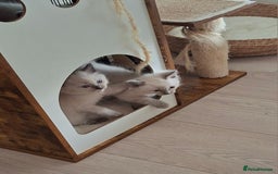 Ragdoll cats for sale: Stunning Ragdoll kittens  - Image 23