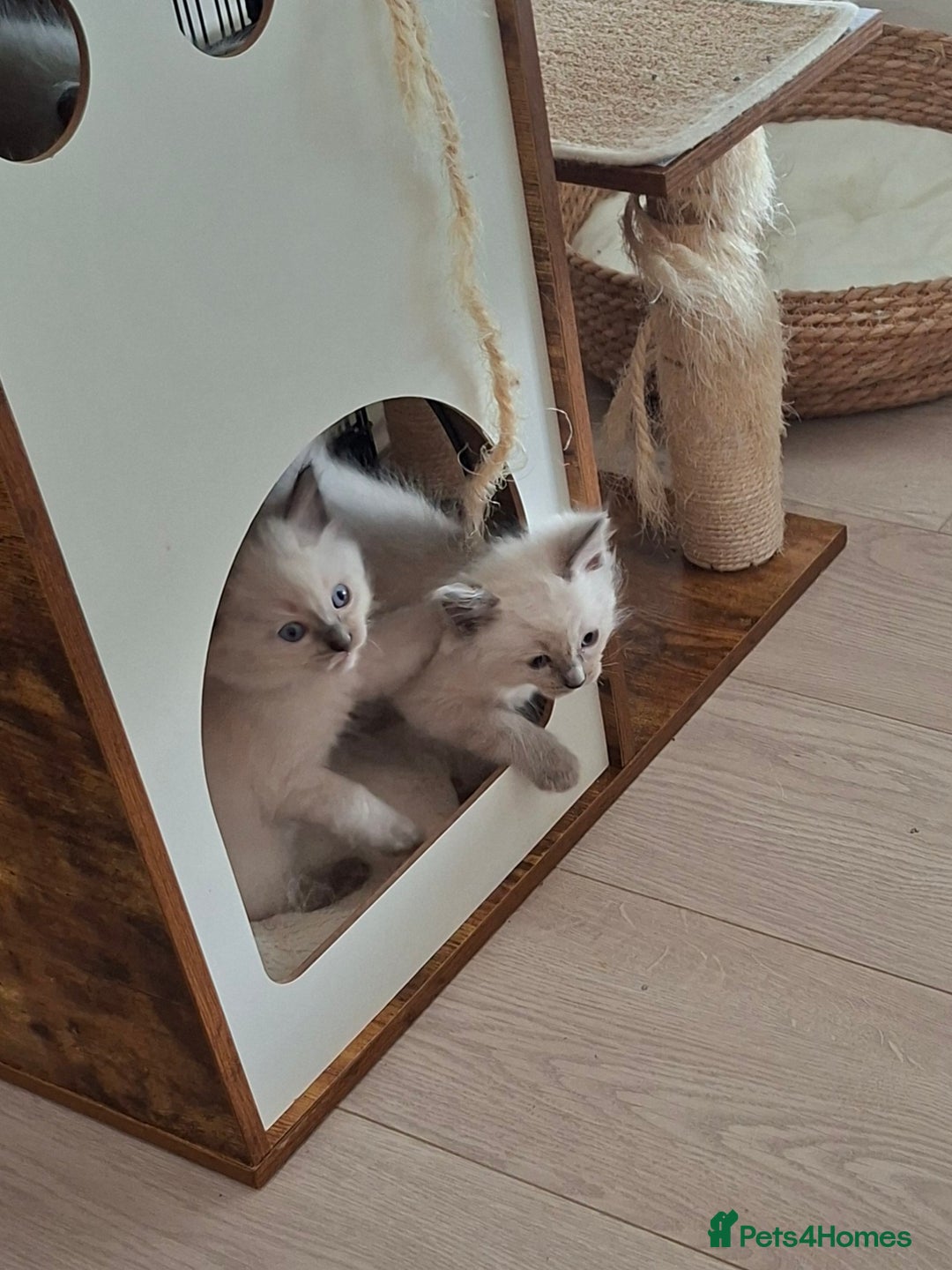 Ragdoll cats for sale: Stunning Ragdoll kittens  - Image 23
