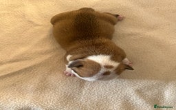 English Bulldog dogs for sale: English bulldogs - Advert 18