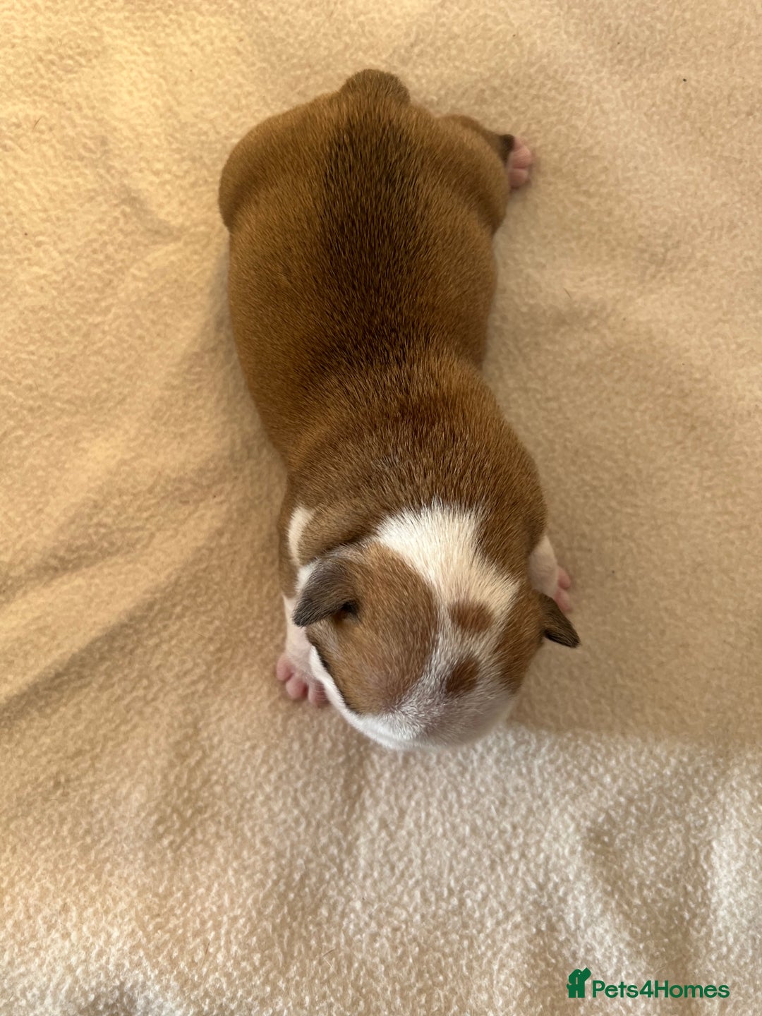 English Bulldog dogs for sale: English bulldogs - Advert 18