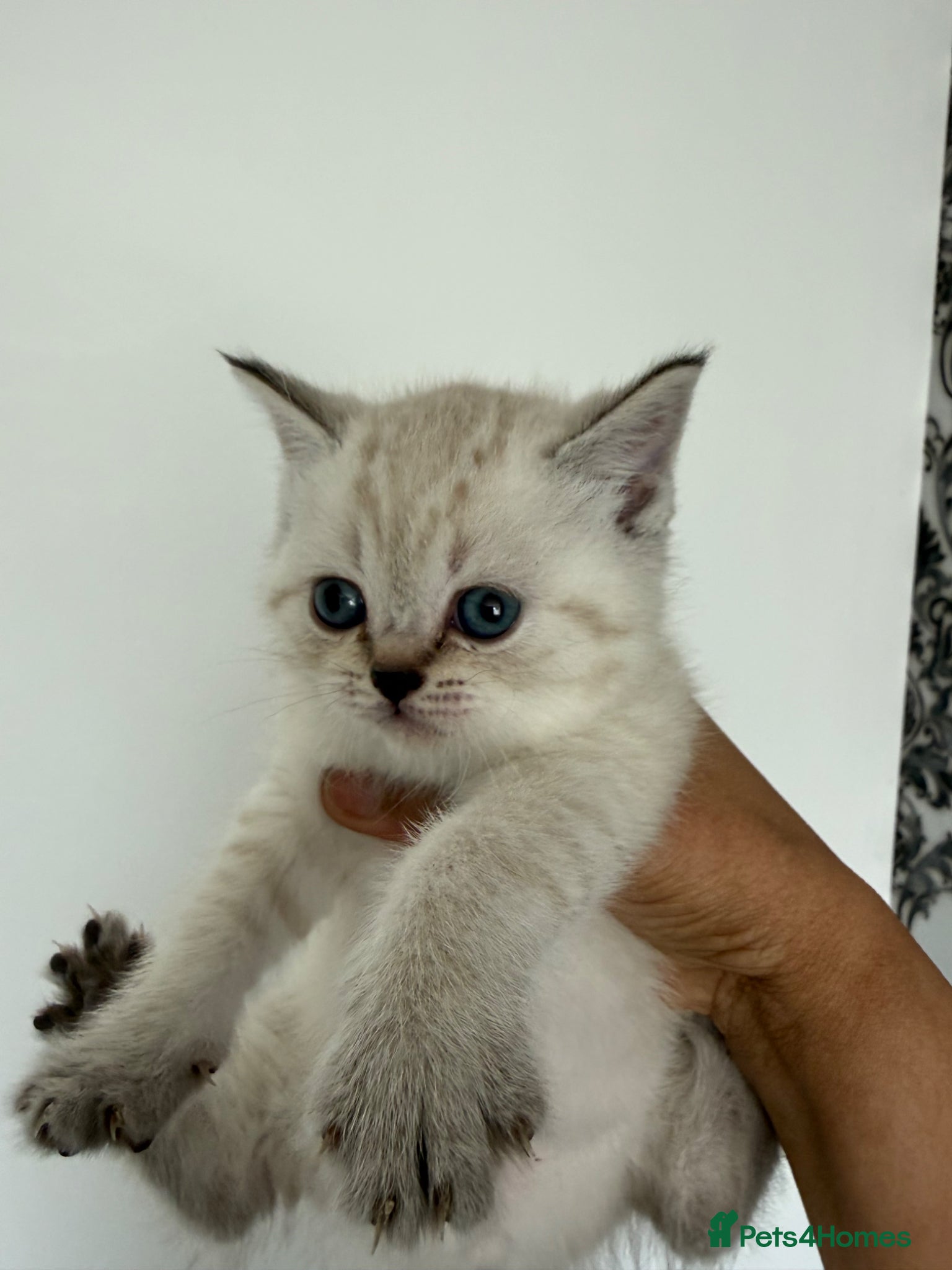 British Shorthair cats British Shorthair kittens - Advert 1