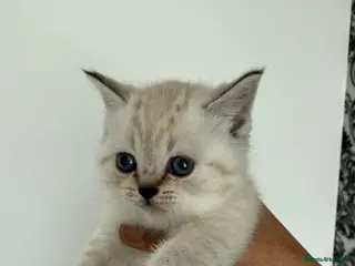 British Shorthair cats British Shorthair kittens - Advert 1