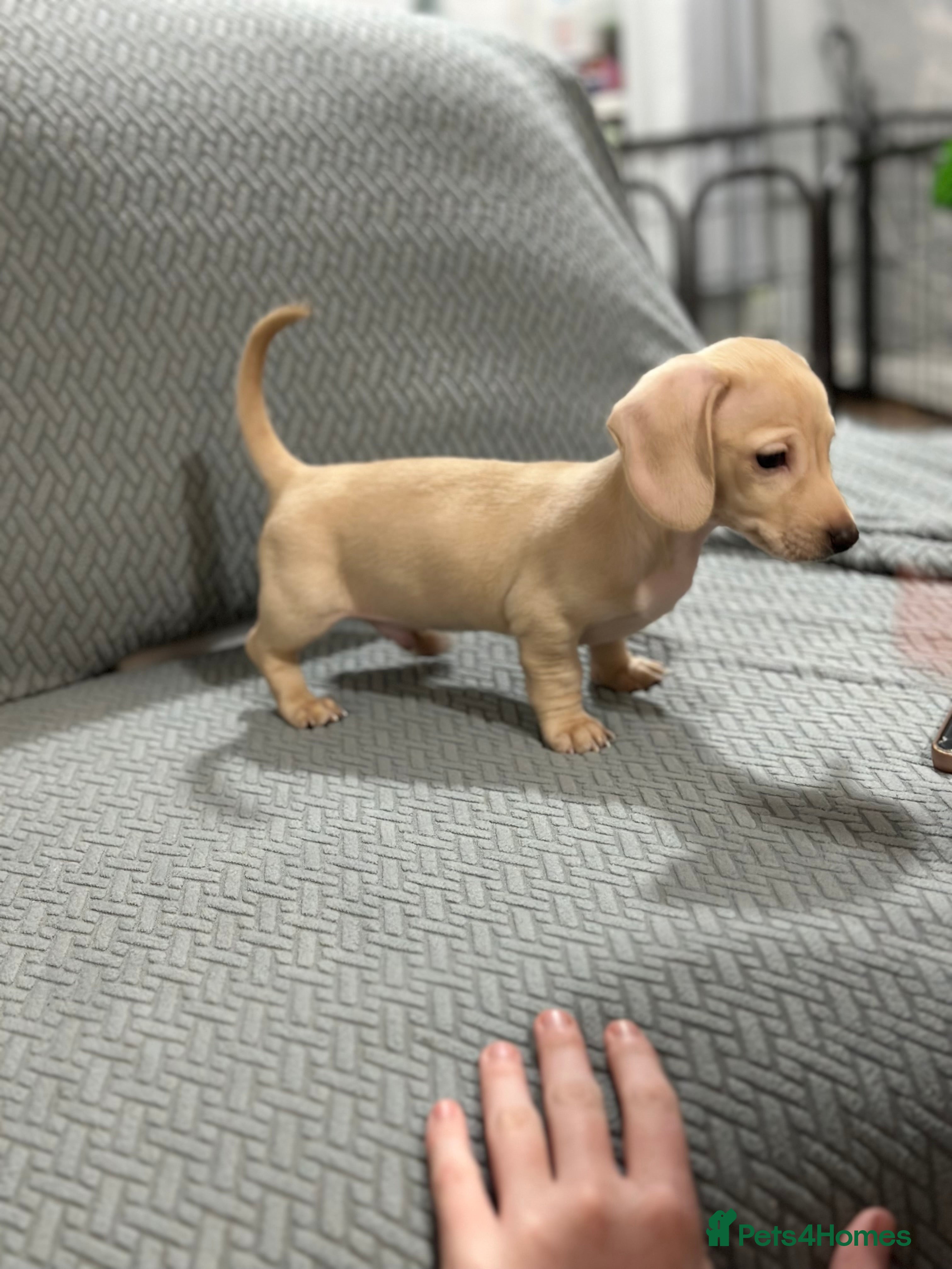 Miniature Dachshund dogs Miniatures dachshunds - Advert 12