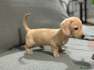 Miniature Dachshund dogs Miniatures dachshunds - Advert 12