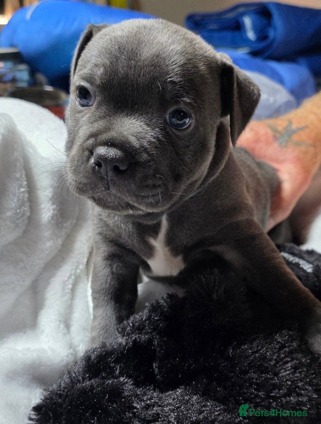 Staffordshire Bull Terrier dogs for sale: cute chunky staffies for all and🐶 - Image 6