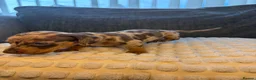 Miniature Dachshund dogs for sale: 🐾 KC Registered Miniature Dachshund Puppies 🐾 - Advert 15