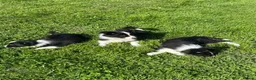 Border Collie dogs for sale: ISDS registered border collie puppies  - Advert 14