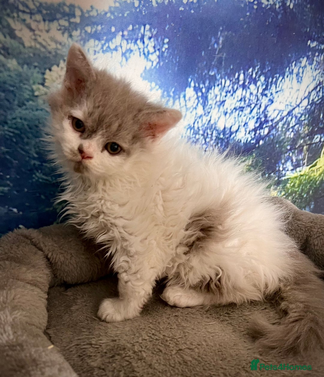 Selkirk Rex cats for sale: Gorgeous Selkirk Rex kittens - Image 39