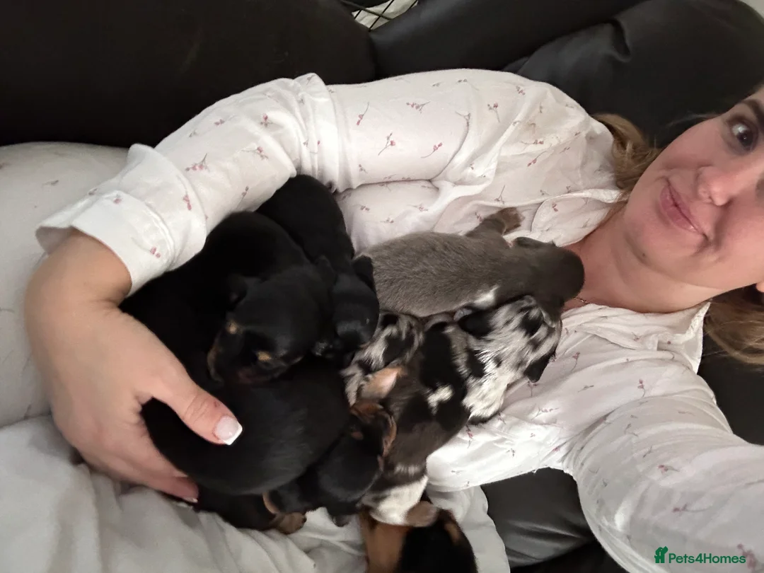 Miniature Dachshund dogs for sale: Longhairded dapple mini dachshunds  - Advert 7