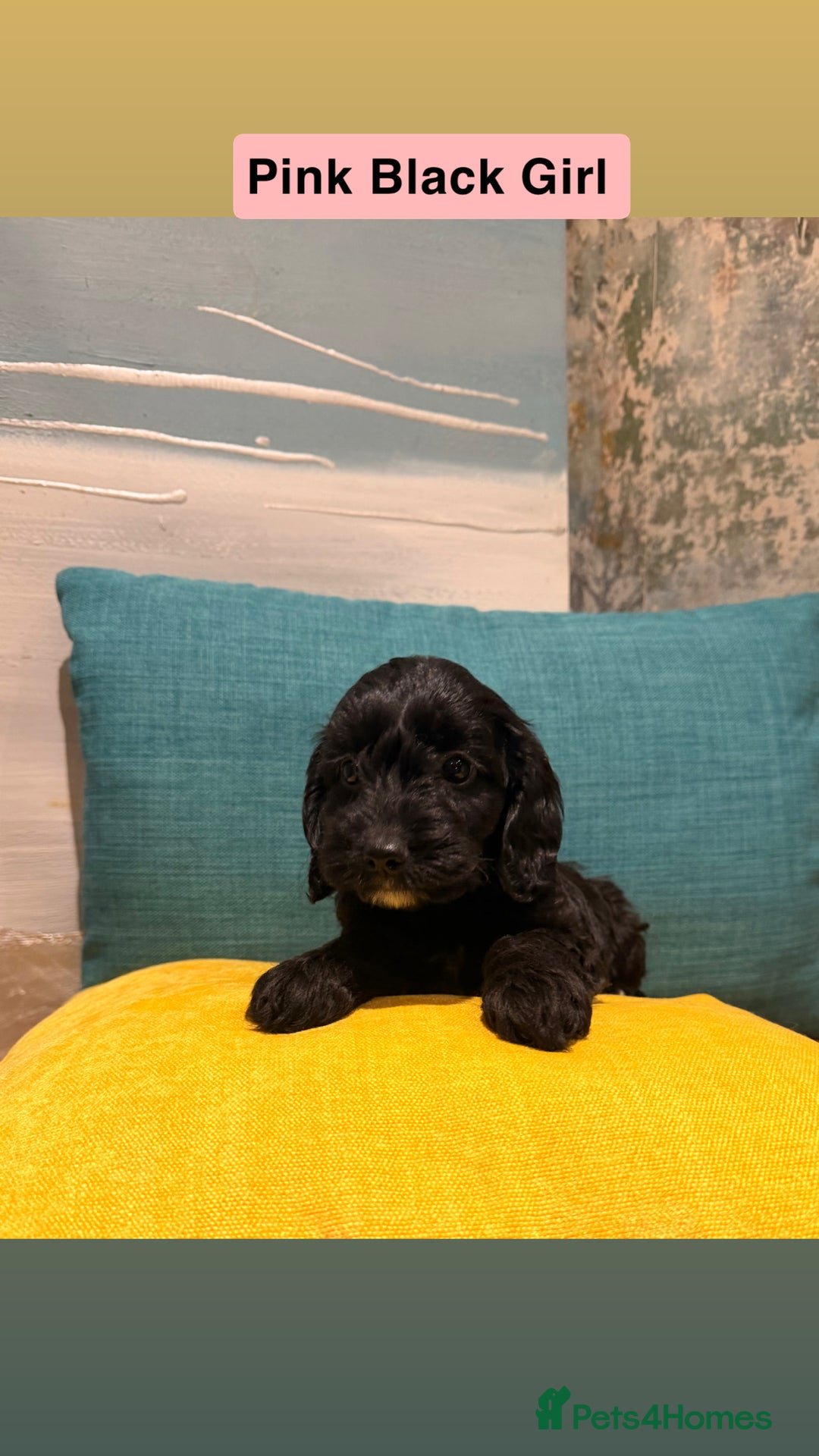 Cockapoo dogs for sale: Miniature Cockapoos  - Advert 5