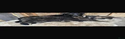 Belgian Shepherd Dog dogs for sale: Mother Dutch herder father Belgian shepherd  - Advert 5