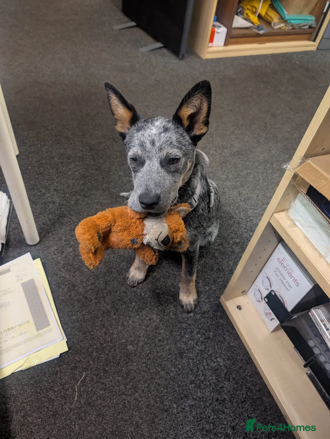Australian Cattle Dog dogs for sale: Beautiful 7 month pup needs re-homing - Advert 2