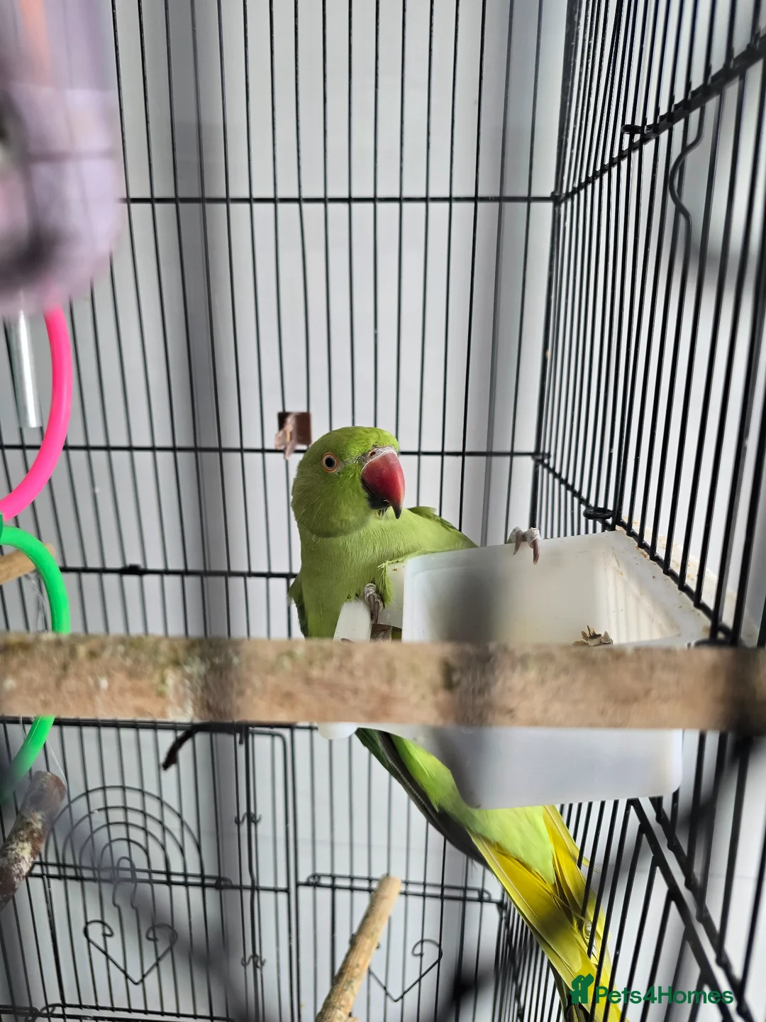 Parrots birds for sale: Indian Ringneck Parrot  in Barking - Advert 2