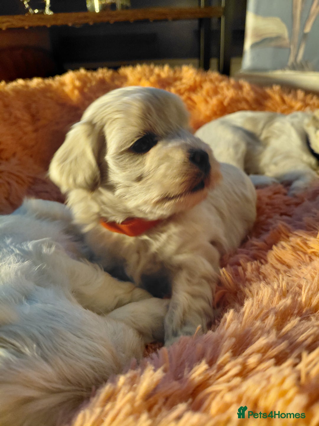 Maltipoo dogs for sale: F1 tiny adorable maltipoo  - Advert 24