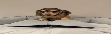 Miniature Dachshund 6