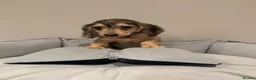 Miniature Dachshund dogs for sale: READY NOW Kc reg boys & girls - Advert 19