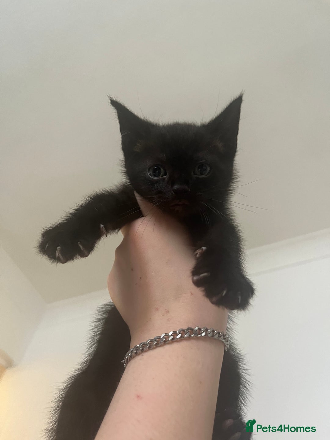 Mixed Breed cats for sale: £30 mixed black and ginger bengal cross kittens - Image 2