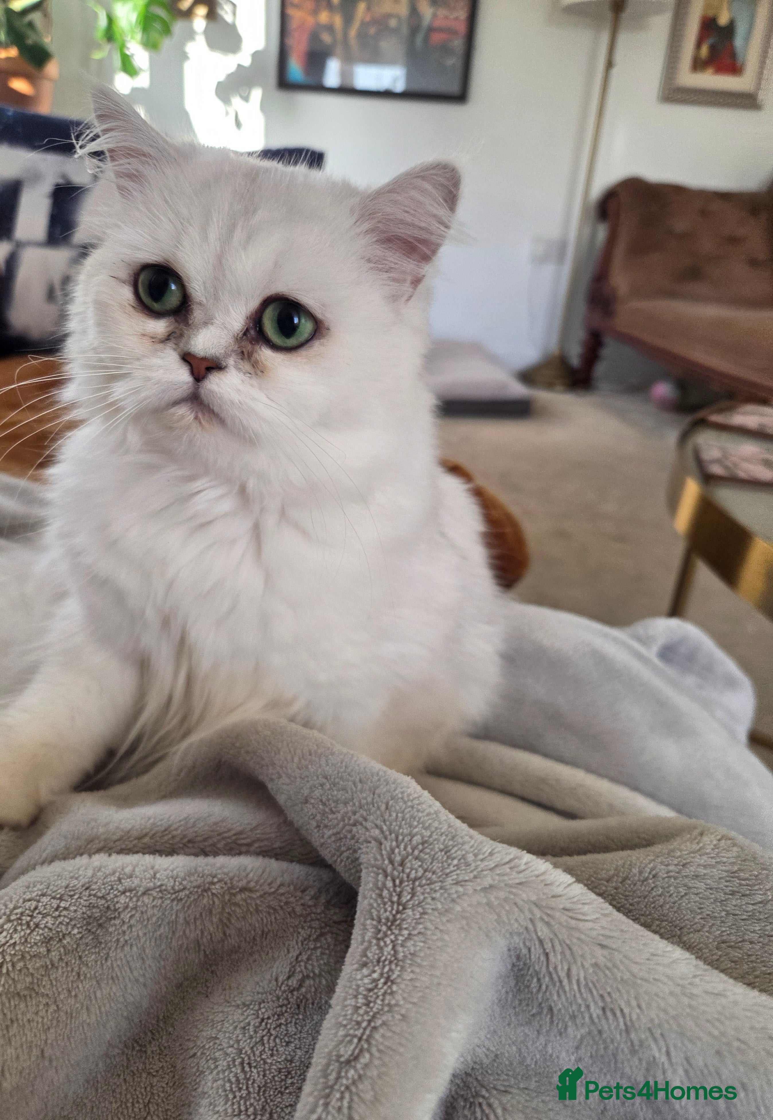 Persian cats Silvertip Chinchilla Persian- Boy & Girl Available - Advert 1