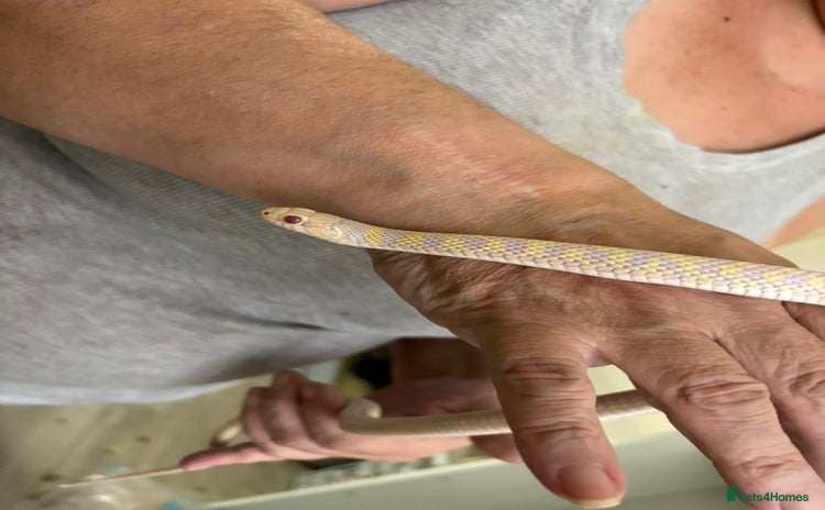 Garter Snake reptiles Beautiful garter snake for sale - Advert 1