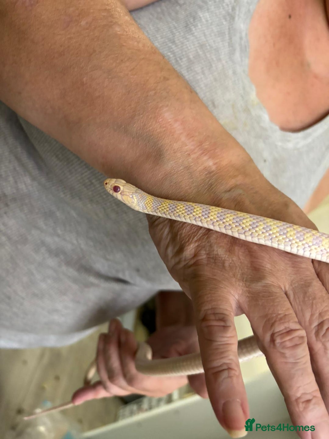 Garter Snake reptiles for sale: Beautiful garter snake for sale - Advert 1