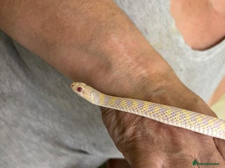 Garter Snake reptiles for sale: Beautiful garter snake for sale - Advert 1