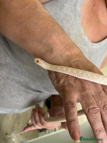 Garter Snake reptiles Beautiful garter snake for sale - Advert 1