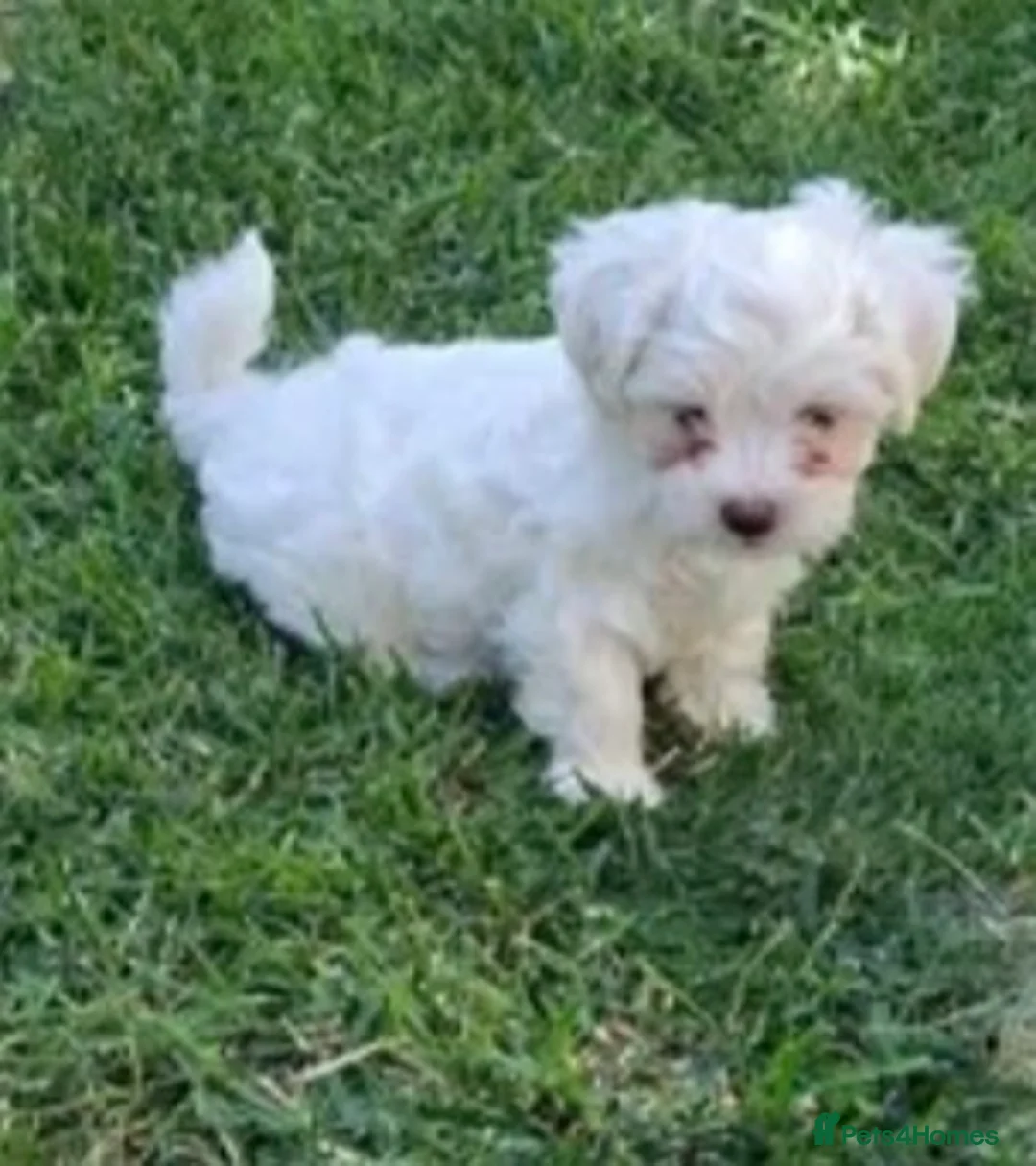Bichon Frise dogs for sale: Bichon mini toy  in Harrow - Advert 2