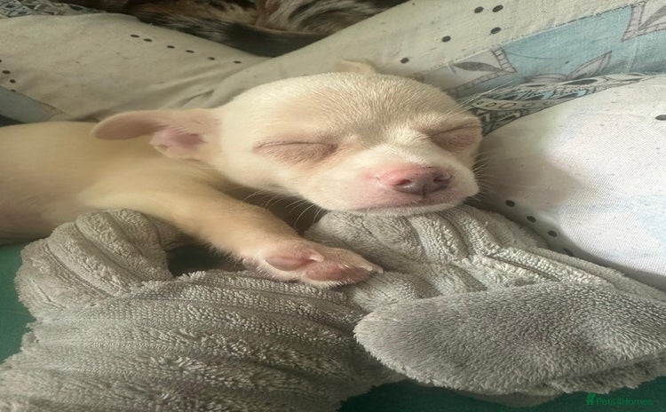 Chihuahua dogs - Advert 7