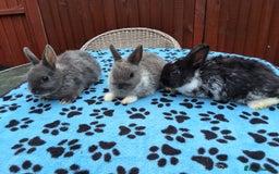 Netherland Dwarf rabbits for sale: 3 Netherland Dwarf bunnies ready 4 forever homes  - Image 22