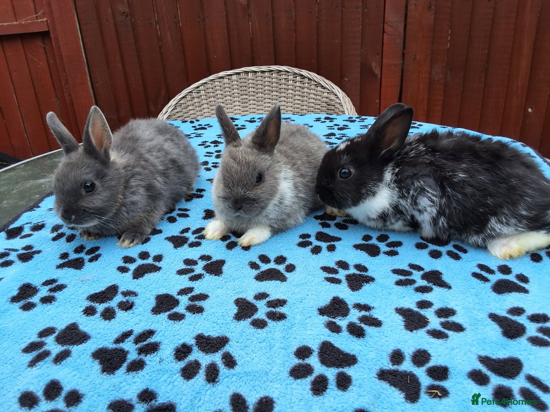 Netherland Dwarf rabbits for sale: 3 Netherland Dwarf bunnies ready 4 forever homes  - Image 22