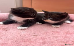 Mixed Breed cats for sale: Adorable ginger and black&white kittens  - Image 7