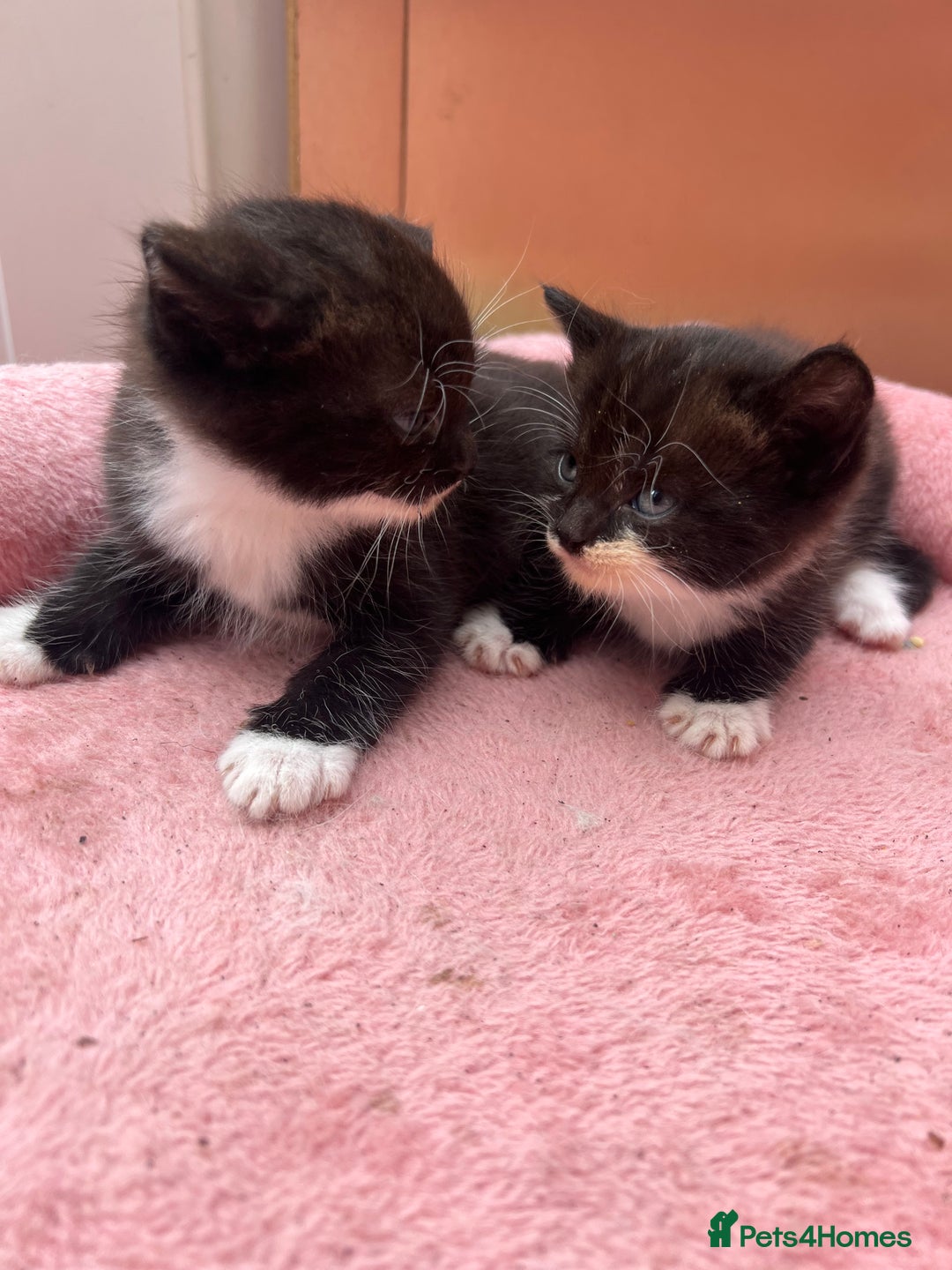Mixed Breed cats for sale: Adorable ginger and black&white kittens  - Image 7