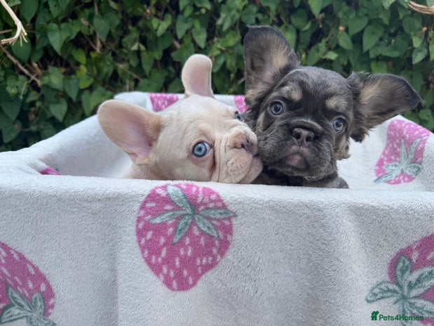 French Bulldog dogs - Advert 12