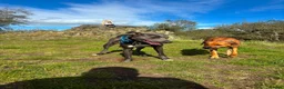 Mixed Breed dogs for sale: Rhodesian Ridgeback x Bull Lurcher - Advert 29