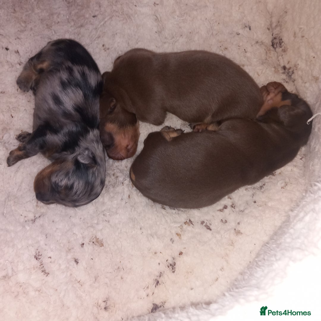 Miniature Dachshund dogs for sale: Miniature dachshund  - Image 6